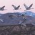 Sandhill Crane